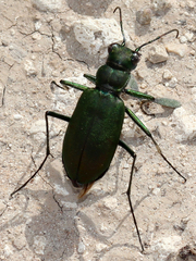 Cicindela obsoleta