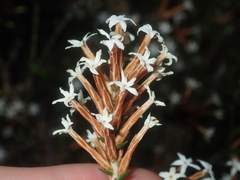 Lysinema pentapetalum
