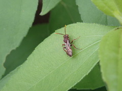 Nomada