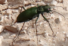 Cicindela obsoleta