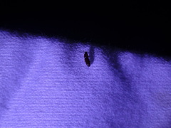 Coleoptera