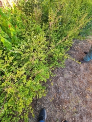 Symphoricarpos orbiculatus