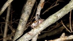 Atlanticus testaceus