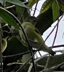 Euphonia hirundinacea