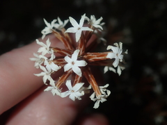 Lysinema pentapetalum