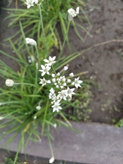 Allium tuberosum