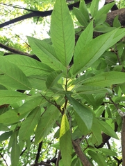 Ipomoea murucoides