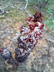 Allotropa virgata