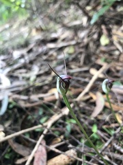 Pterostylis pedunculata