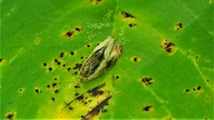 Olethreutes nigranum