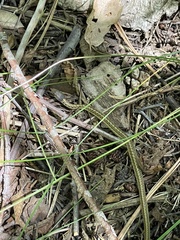Thamnophis elegans