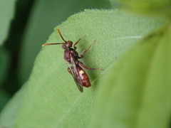 Nomada