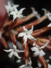 Lysinema pentapetalum