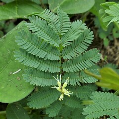 Desmanthus leptolobus