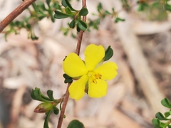 Hibbertia monogyna
