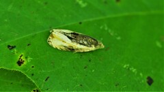 Olethreutes nigranum