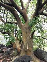 Ipomoea murucoides