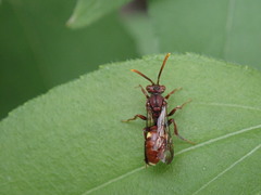 Nomada