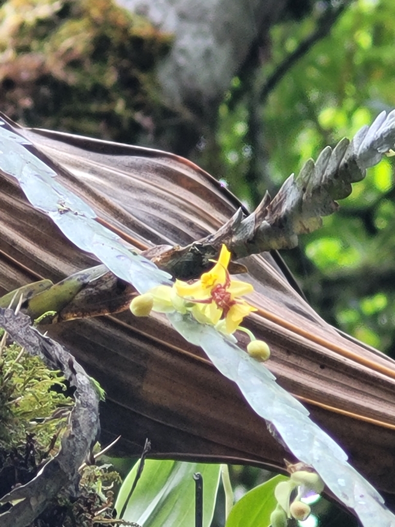 Lockhartia parthenocomos