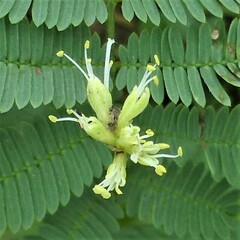 Desmanthus leptolobus