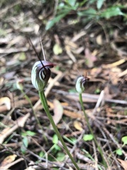 Pterostylis pedunculata