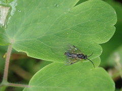 Tenthredinoidea