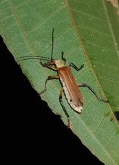 Chauliognathus