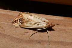 Loxostege cereralis
