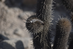 Loxanthocereus acanthurus