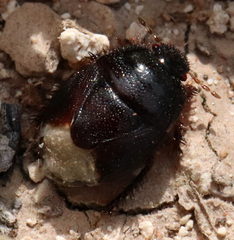 Pangaeus bilineatus