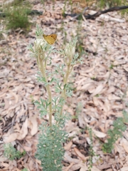 Actinotus helianthi