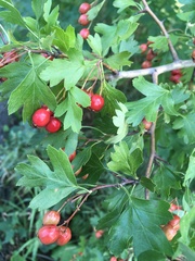 Crataegus monogyna