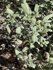 Shepherdia canadensis
