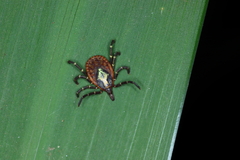 Amblyomma longirostre