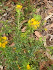 Phyllota phylicoides