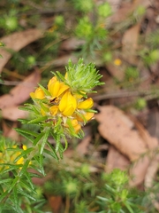 Phyllota phylicoides