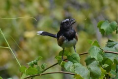 Pipilo erythrophthalmus