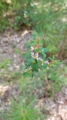 Lespedeza virginica
