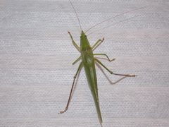 Neoconocephalus nebrascensis