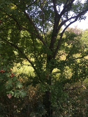 Crataegus monogyna