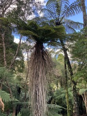 Cyathea smithii