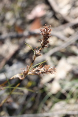 Schoenus villosus