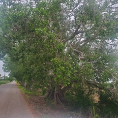Ficus insipida