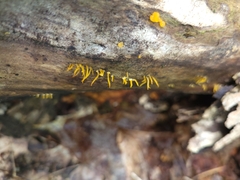 Calocera cornea