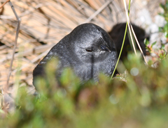 Scytalopus urubambae