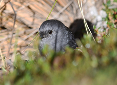 Scytalopus urubambae