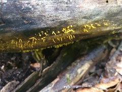 Calocera cornea