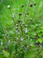 Lysimachia decurrens