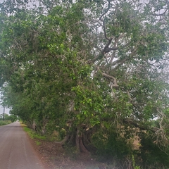 Ficus insipida