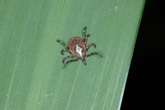 Amblyomma longirostre